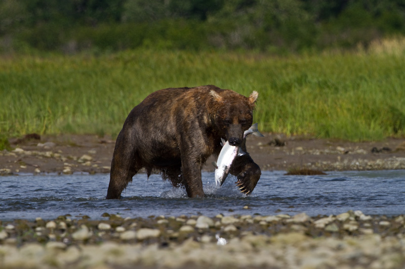 Grizzly Bear With Salmon